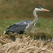 Grey Heron