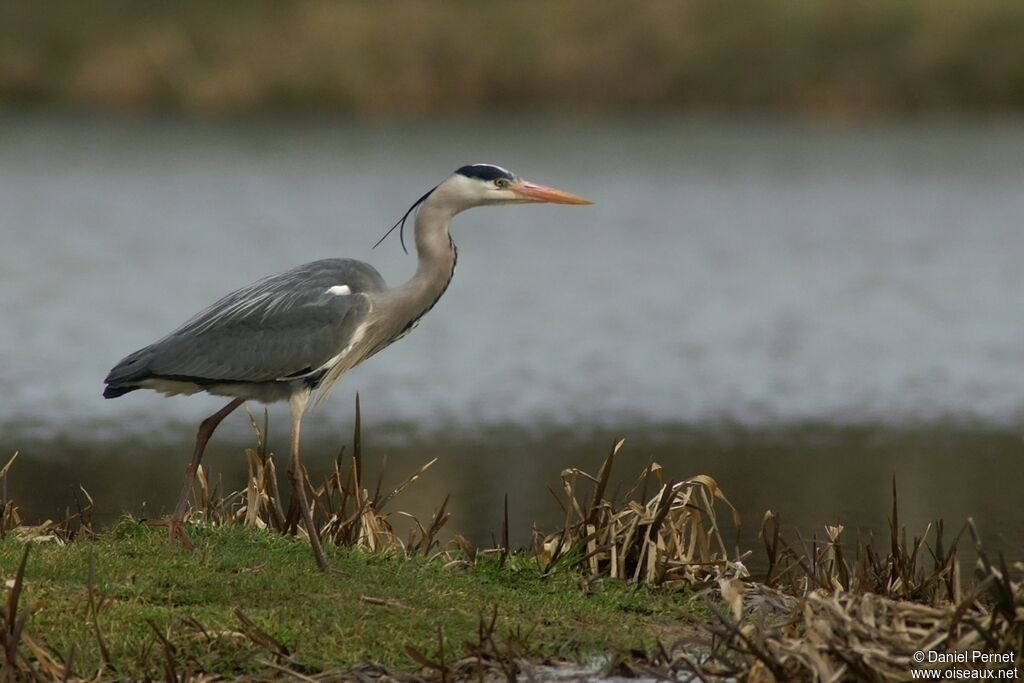 Grey Heronadult, identification