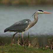 Grey Heron