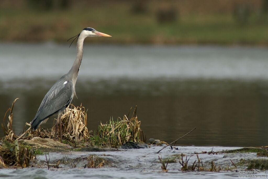 Grey Heronadult, identification, Behaviour