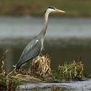 Grey Heron