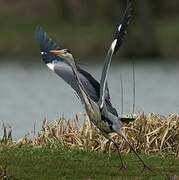 Grey Heron