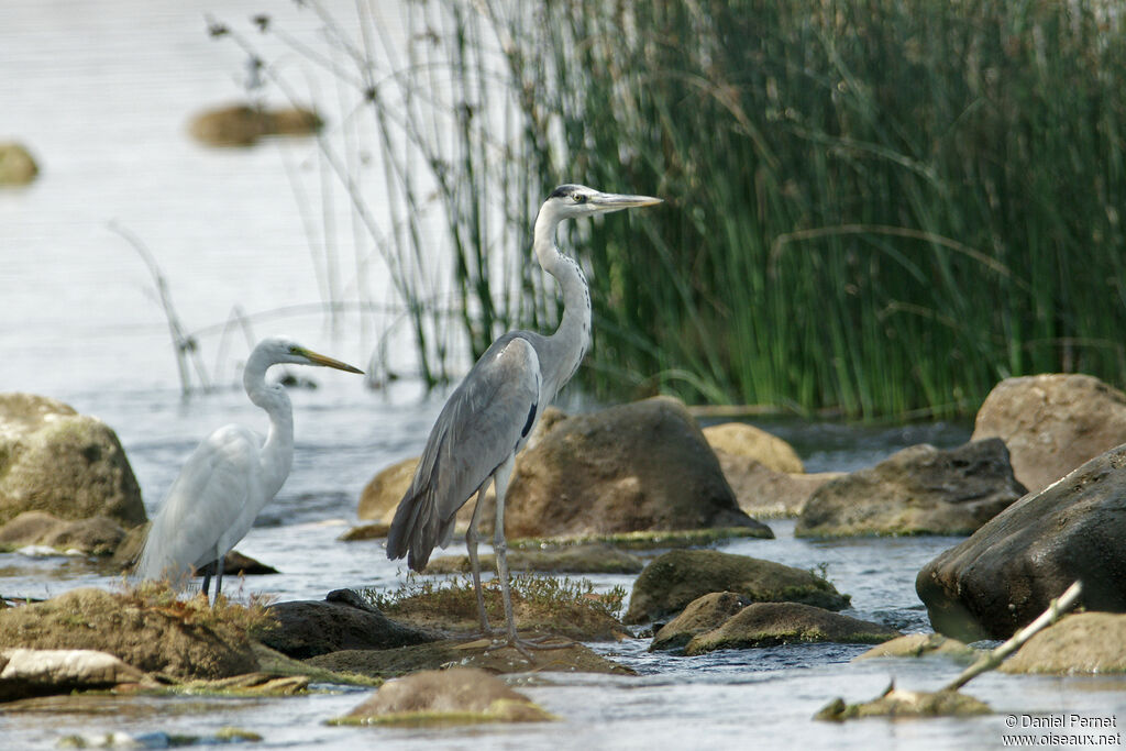 Héron cendréadulte, habitat