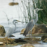 Grey Heron