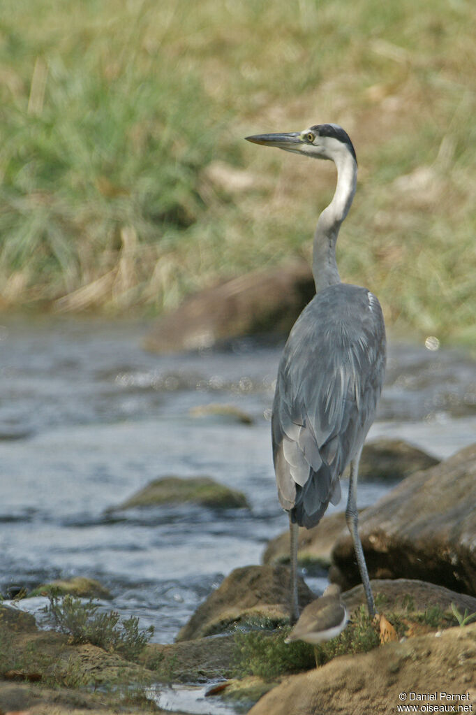 Héron cendréadulte, habitat