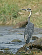 Grey Heron