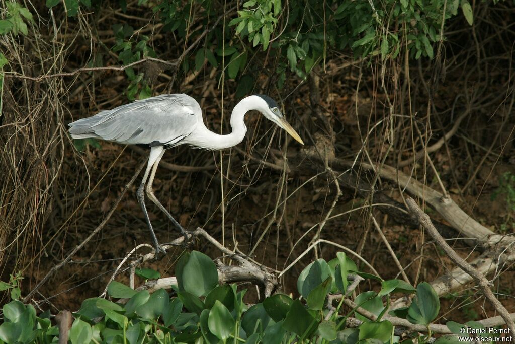 Héron cocoiadulte, identification, Comportement