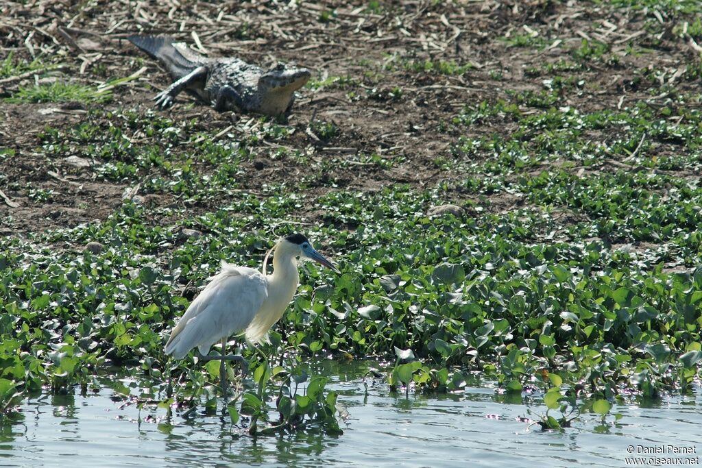 Héron coifféadulte, identification, Comportement