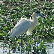 Capped Heron