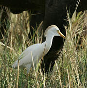 Western Cattle Egret