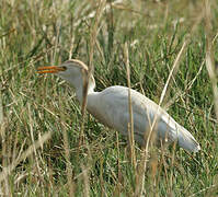 Western Cattle Egret