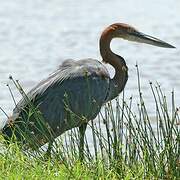 Goliath Heron