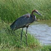 Goliath Heron