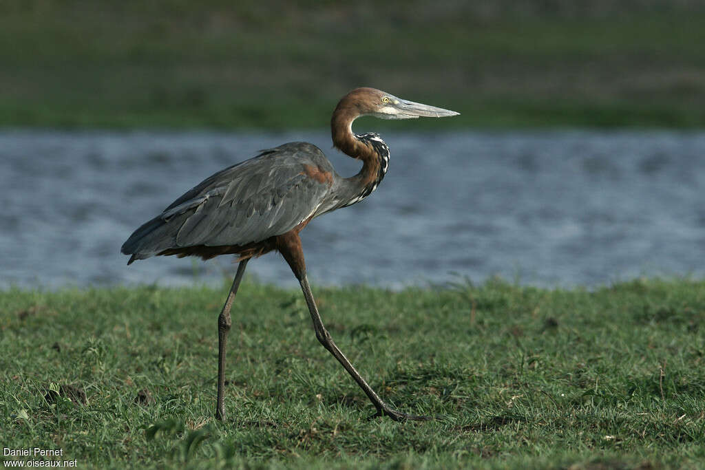 Goliath Heronadult, identification, pigmentation, walking