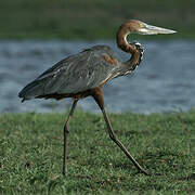 Goliath Heron