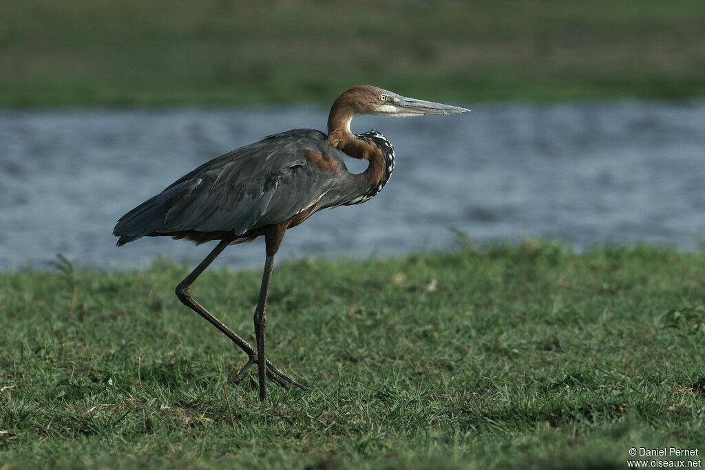 Héron goliathadulte, identification