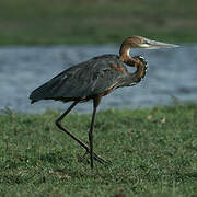 Goliath Heron