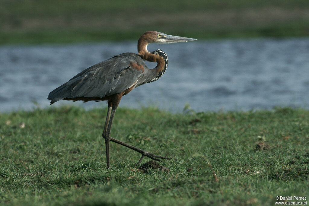 Goliath Heronadult, identification