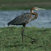 Goliath Heron