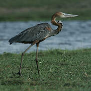 Goliath Heron