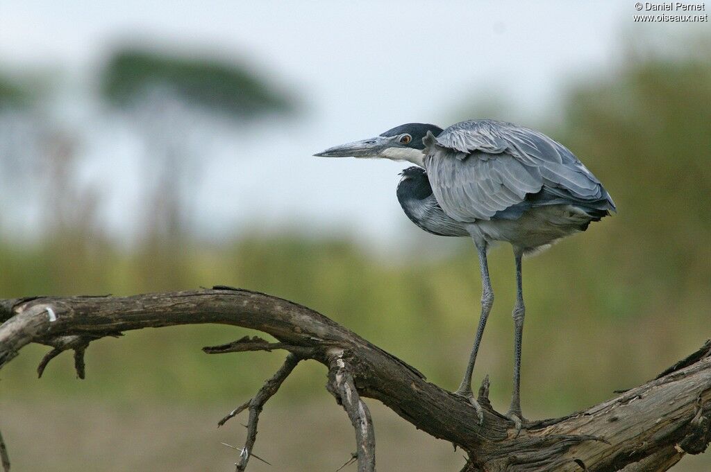 Black-headed Heron, identification