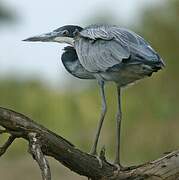 Black-headed Heron