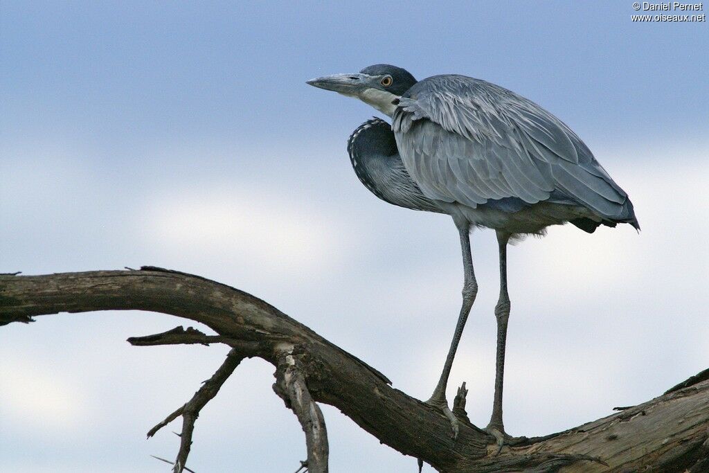 Black-headed Heron, identification