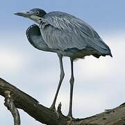 Black-headed Heron