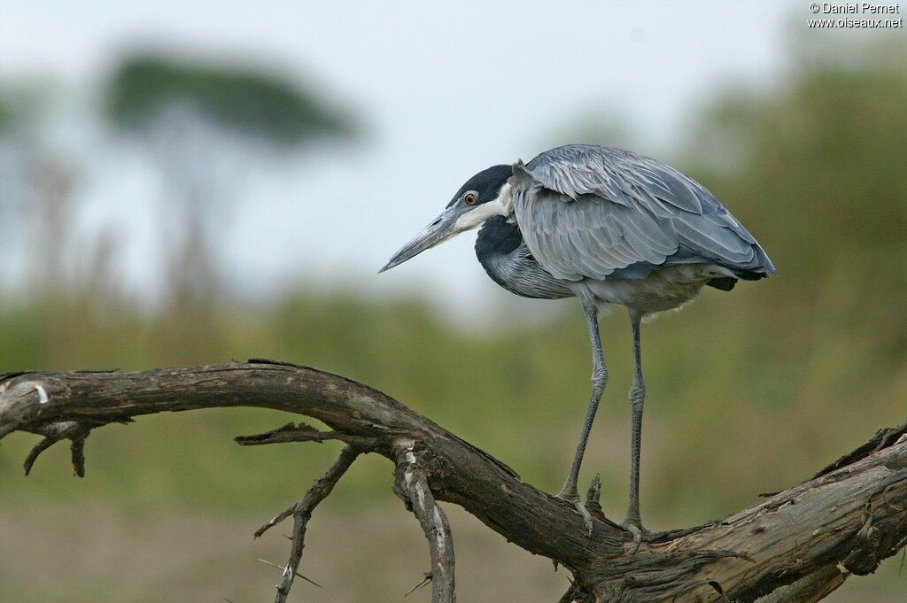 Black-headed Heron, identification