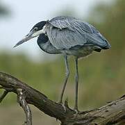 Black-headed Heron