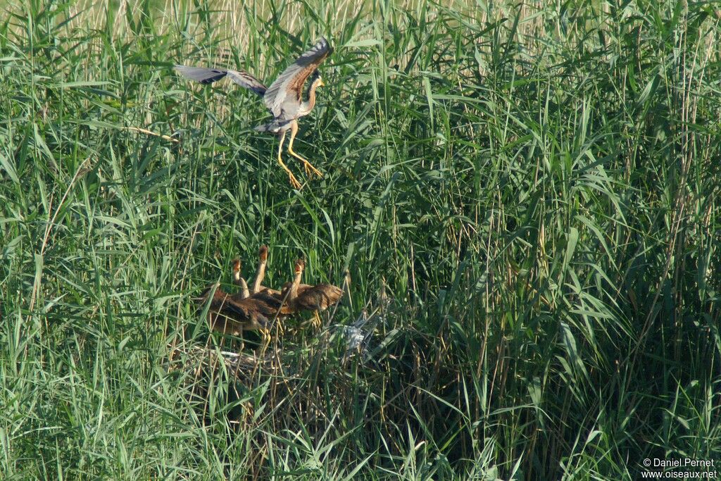 Purple Heron, Reproduction-nesting, Behaviour