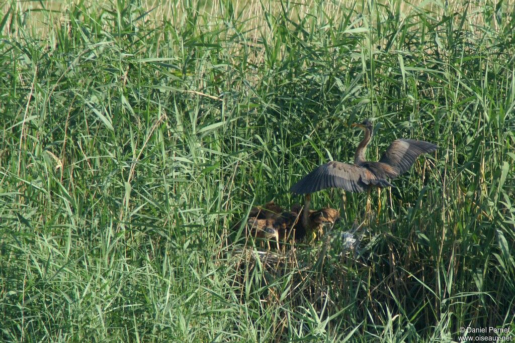 Purple Heron, Reproduction-nesting, Behaviour