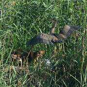 Purple Heron