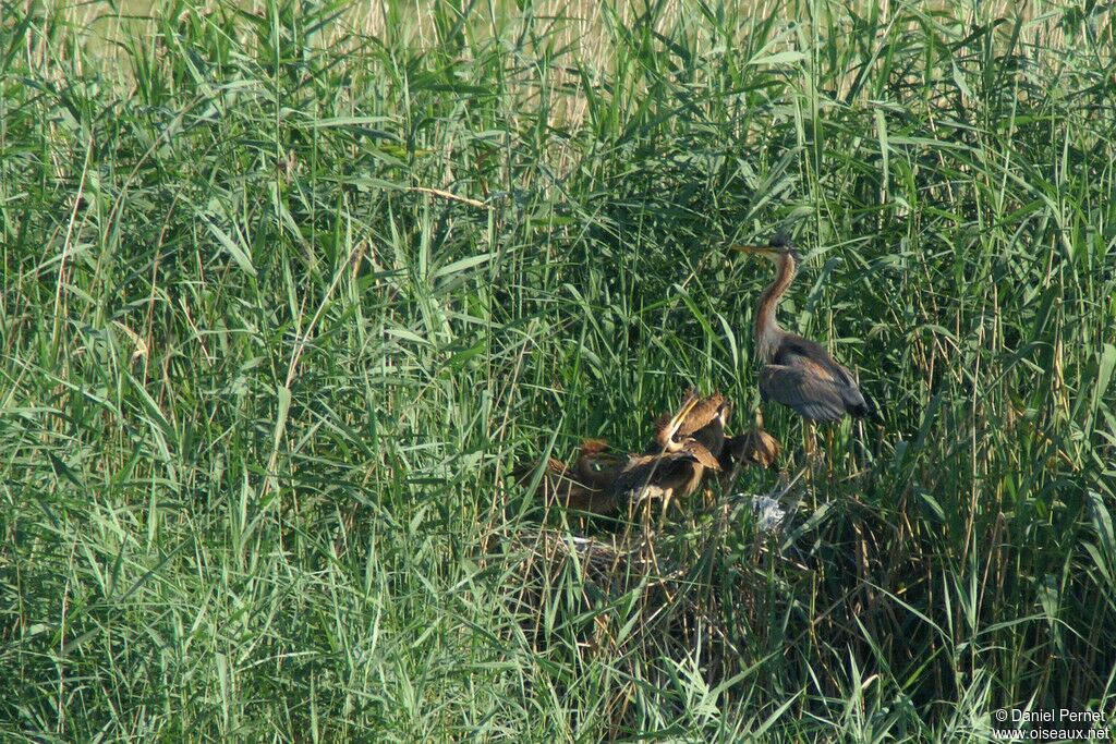 Purple Heron, Reproduction-nesting, Behaviour