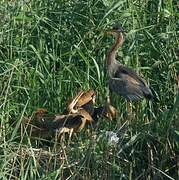 Purple Heron