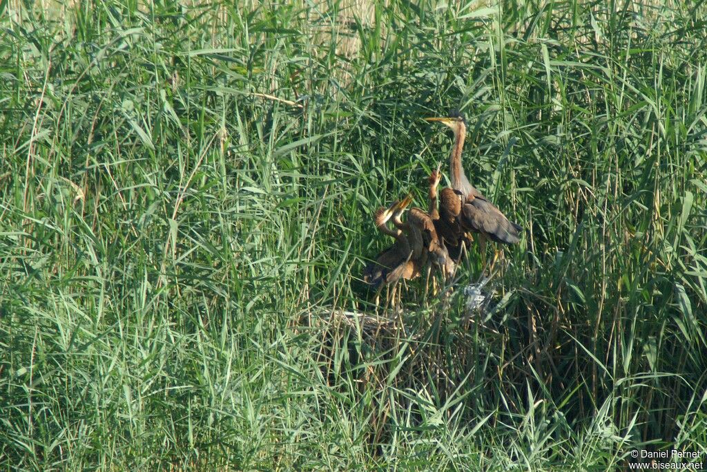 Purple Heron, Reproduction-nesting, Behaviour