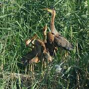 Purple Heron