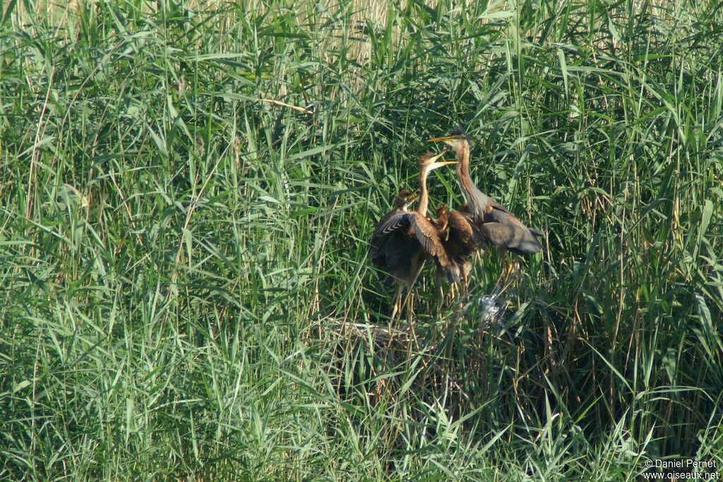 Purple Heron, Reproduction-nesting, Behaviour