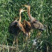 Purple Heron