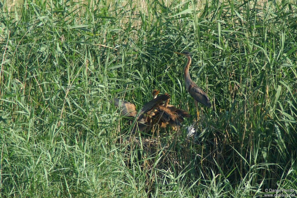 Purple Heron, Reproduction-nesting, Behaviour