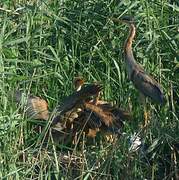 Purple Heron