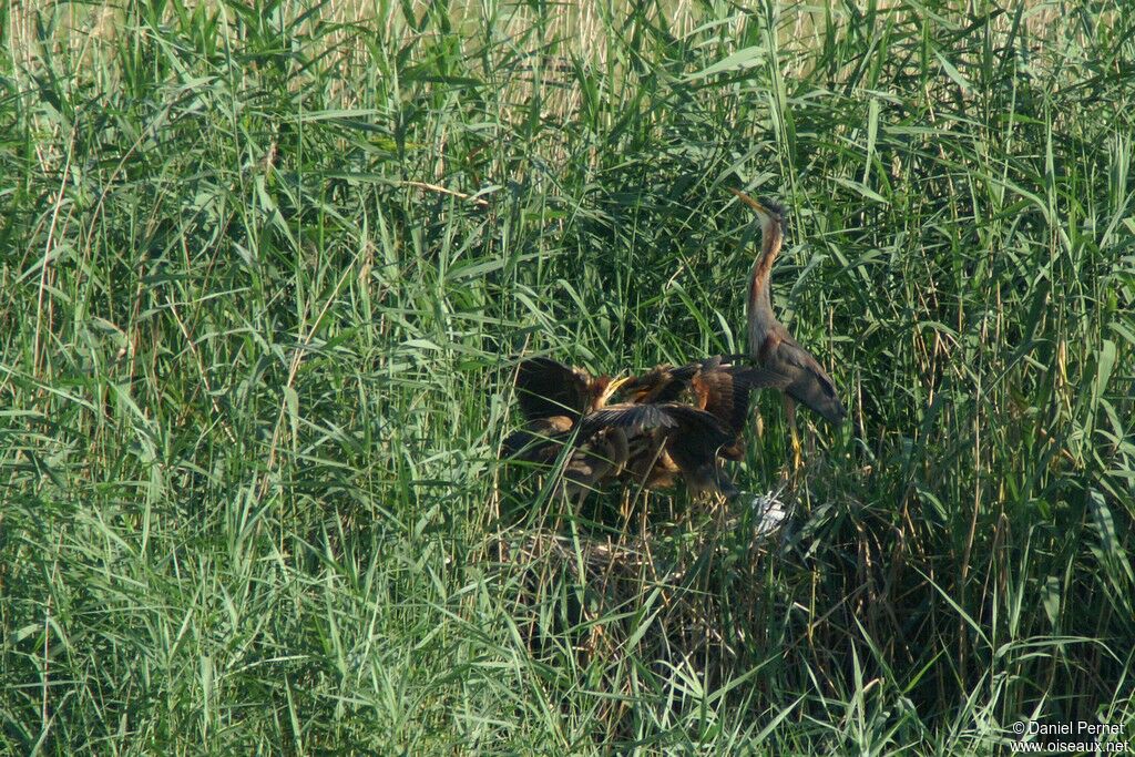 Purple Heron, Reproduction-nesting, Behaviour