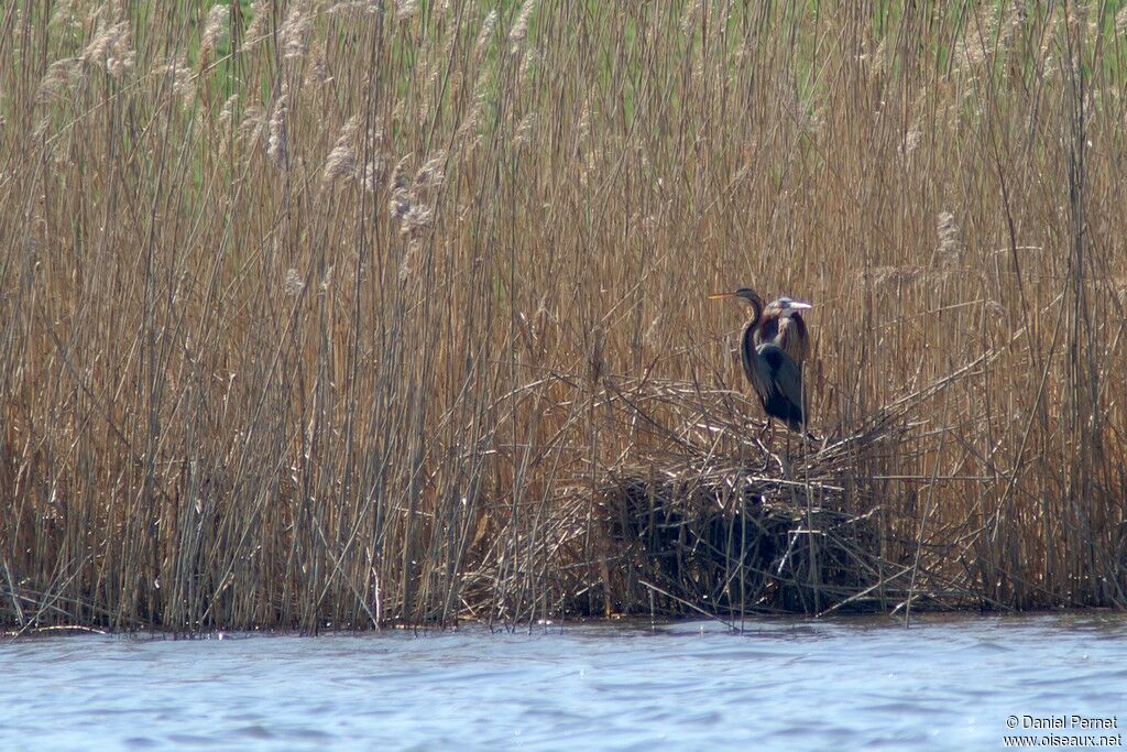 Purple Heron adult breeding, Reproduction-nesting