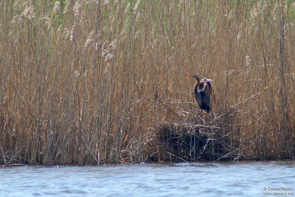 Purple Heron adult breeding, Reproduction-nesting