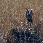 Purple Heron