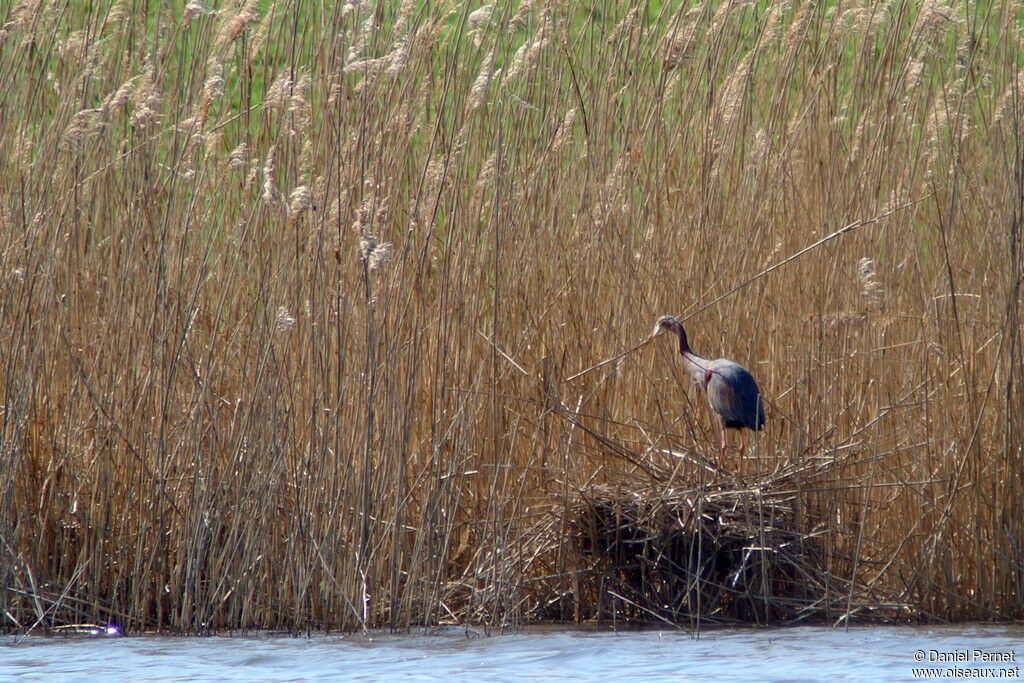 Purple Heronadult breeding, Reproduction-nesting