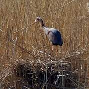 Purple Heron