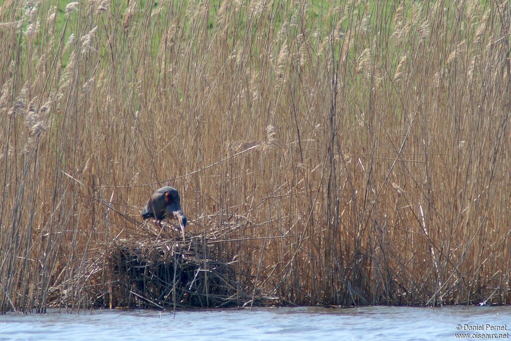 Purple Heronadult breeding, Reproduction-nesting