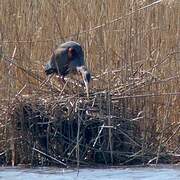 Purple Heron