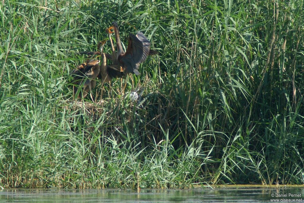 Purple Heron, Reproduction-nesting, Behaviour